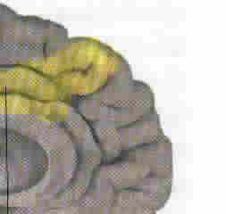 Anterior Cingulate Cortex (Yellow)