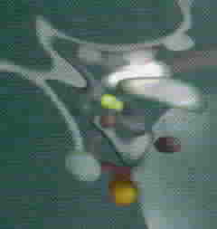 Nuclei of the Hypothalamus