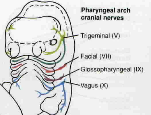 Embryonic Special Visceral Nerves